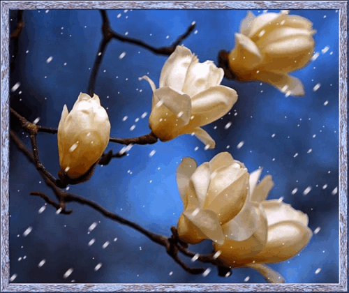 Wiosenny śnieg i magnolia